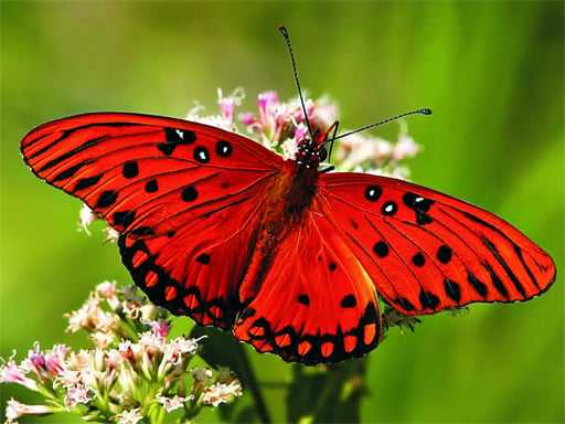 Nature Jigsaw Puzzle   Butterfly
