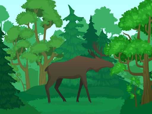 Wild Animals Coloring